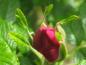 Preview: Die rosa Knospe der Sylter Rose
