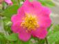 Preview: Prärierose - pinkblühende Wildrose
