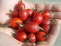 Preview: Reiche Ernte: Rote kugelige Hagebutten der Echten Apfelrose