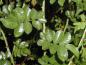 Preview: Halbimmergrüne Kletterrose - glänzende Blätter