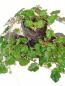 Preview: Verkaufsware von Rubus calyciniodes Betty Ashburner im July