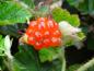 Preview: Die Frucht der Zierbrombeere (Rubus calycinoides Betty Ashburner)