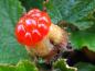 Preview: Die halbkugelige Frucht des Rubus calycinoides Betty Ashburner