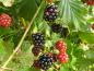 Preview: Die meisten Brombeeren bilden sich im August und September.