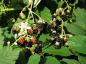 Preview: Rubus fruticosus - im September erscheinen die beliebten Brombeeren.