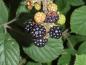 Preview: Schwarze, leckere Brombeeren - die Wilde Brombeere