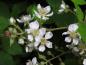 Preview: Nahaufnahme der weißen Blüte von Rubus fruticosus