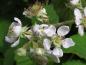Preview: Weiße Blüte der Brombeere im Detail