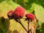 Preview: Rote Früchte der Rubus odoratus