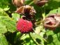 Preview: Nahaufnahme der Frucht von der Zimthimbeere