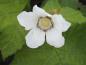 Preview: Weiße Zimthimbeere - weiße Blüte