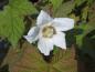 Preview: Die weißen Blüten der Weißblühenden Zimthimbeere duften leicht nach Zimt.