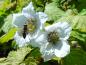Preview: Die großen weißen Blüten des Rubus parviflorus locken Insekten an.