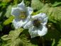 Preview: Die weiße Blüte der Zimthimbeere (Rubus parviflorus)