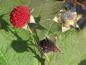 Preview: Rote Früchte von Rubus parviflorus