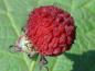 Preview: Rubus parviflorus mit essbarer Frucht