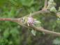 Preview: Knospige Blüte der Setchuan-Brombeere
