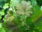 Preview: Triebspitze von Rubus setchuenensis