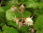 Preview: Blütentraube von Rubus tricolor