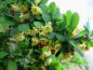 Preview: Gelbe Blüte und erste rote Früchte der Heckenberberitze im April
