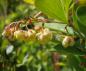 Preview: Gelbe Blütenknospen der grünen Heckenberberitze