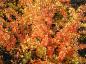 Preview: Prächtiges rotes Herbstlaub bei Berberis thunbergii