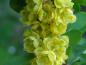 Preview: Gelbe Blüten vor grünen Laub bei der Berberis thunbergii