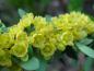 Preview: Grüne Heckenberberitze in gelber Blüte