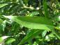 Preview: Schmales Blatt von Salix alba
