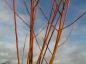 Preview: Weißweide Britzensis - orange-rote Triebe im Winter
