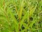 Preview: Salix alba Britzensis - junge rötliche Triebe