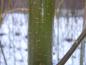 Preview: Winterliche Triebfarbe von Salix alba Küstenrasen