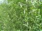 Preview: Silbrig-grünes Laub der Salix alba Liempde