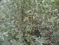 Preview: Schöne silberne Belaubung von Salix alba Liempde