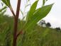 Preview: Rötlich-brauner Trieb der Salix alba Liempde