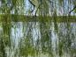 Preview: Lange, hängende Triebe der Salix alba Tristis