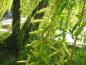Preview: Gelbe Triebe bei Salix alba Tristis