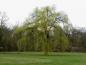 Preview: Frisch ausgetriebene Trauerweide als stattlicher Parkbaum