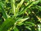 Preview: Laub von Salix alba Vitellina