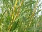 Preview: Die gelbe Triebfärbung wird schon im Oktober gebildet (Salix alba Vitellina)