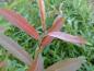 Preview: Blattspitze von Salix americana