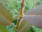 Preview: Salix americana: Markante Nebenblätter