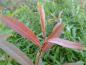 Preview: Rötlich gefärbte Triebspitze von Salix americana