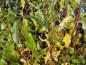 Preview: Salix americana mit leichter Herbstfärbung