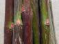 Preview: Einjährige Wintertriebe von Salix amplexicaulis