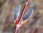 Preview: Kätzchen von Salix amplexicaulis