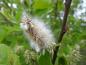 Preview: Flauschige Samen der Salix aurita