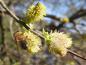 Preview: Die Blüten der Öhrchenweide sind bei Bienen beliebt.