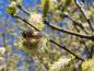 Preview: Bienenweide Salix aurita