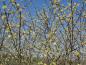 Preview: Salix aurita in voller Blüte